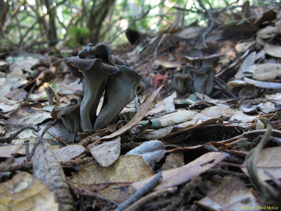 Black Trumpet Mushroooms